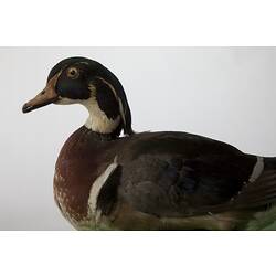 Taxidermied duck specimen.