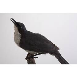 Bird specimen with white throat, chest and belly and black back.