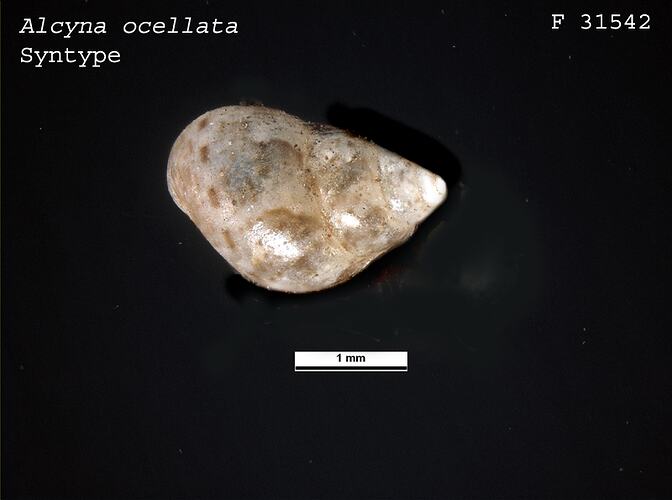 <em>Alcyna ocellata</em>, marine snail.  Syntype.  R.F. Geale Collection.  Registration no. F 31542.