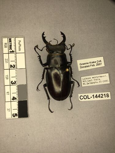 Shiny brown beetle specimen with large mandibles, pinned next to text labels.