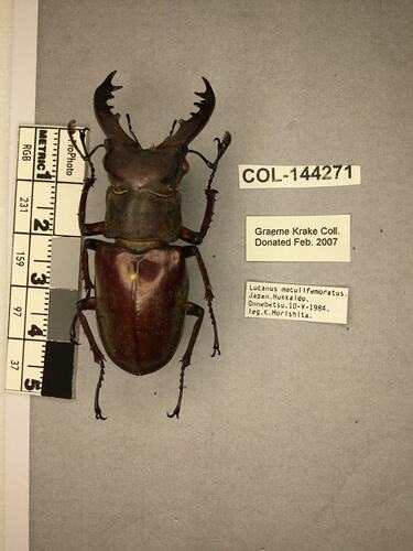 Shiny brown beetle specimen with large mandibles, pinned next to text labels.