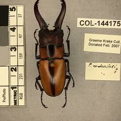 Shiny brown beetle specimen with large mandibles, pinned next to text labels.