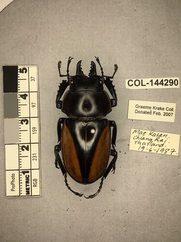 Shiny brown beetle specimen with large mandibles, pinned next to text labels.