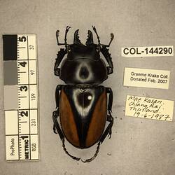 Shiny brown beetle specimen with large mandibles, pinned next to text labels.