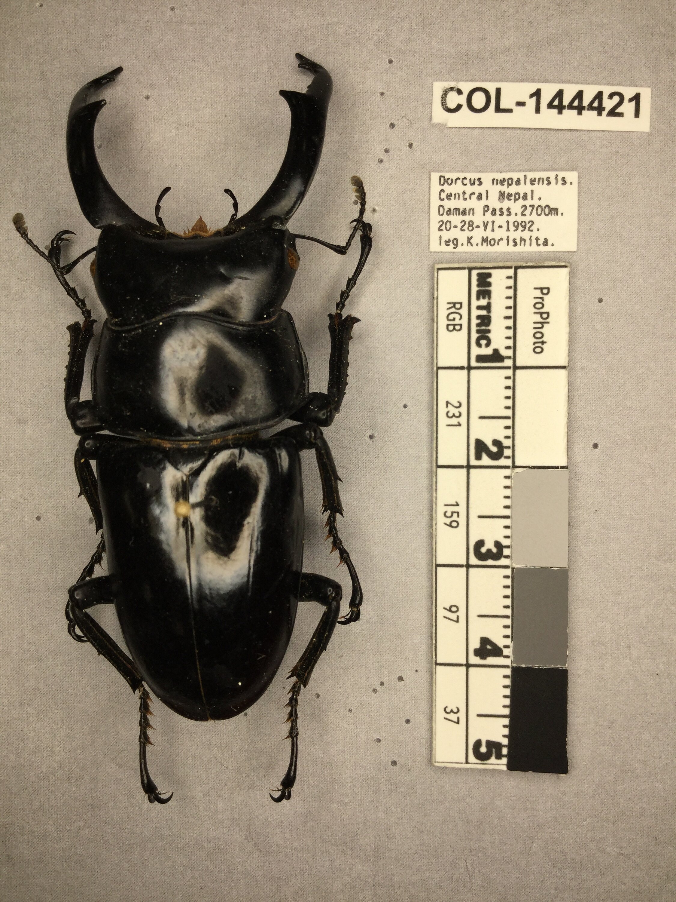 Dorcus nepalensis (Hope, 1831)