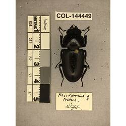 Dorsal view of pinned beetle specimen with labels.