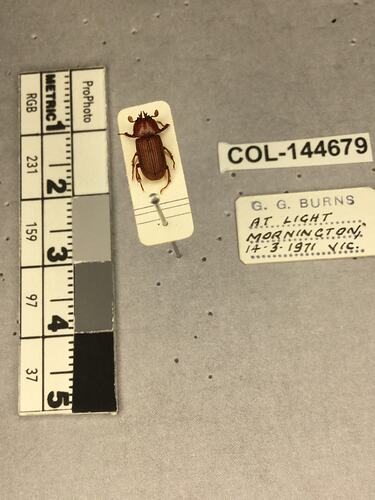 Shiny brown beetle specimen with large mandibles, pinned next to text labels.