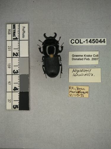 Shiny brown beetle specimen with large mandibles, pinned next to text labels.