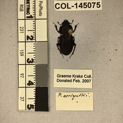 Shiny brown beetle specimen with large mandibles, pinned next to text labels.