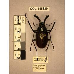 Dorsal view of pinned beetle specimen with labels.