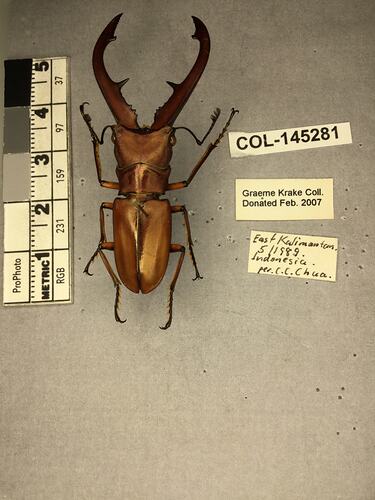 Shiny brown beetle specimen with large mandibles, pinned next to text labels.