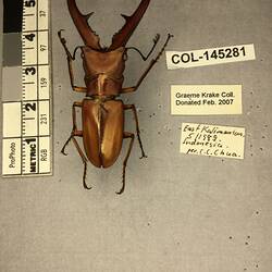 Shiny brown beetle specimen with large mandibles, pinned next to text labels.