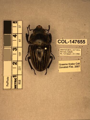 Shiny brown beetle specimen with large mandibles, pinned next to text labels.