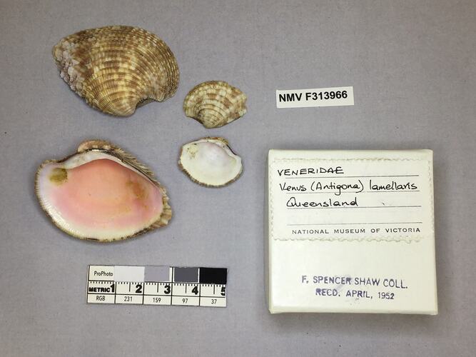 Dry Venus Clam shells beside labels.