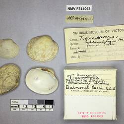 Dry Venus Clam shells beside labels.