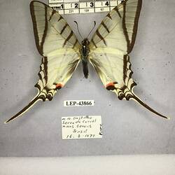 Pinned butterfly specimen beside label.