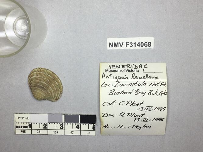 Dry Venus Clam shell beside labels.
