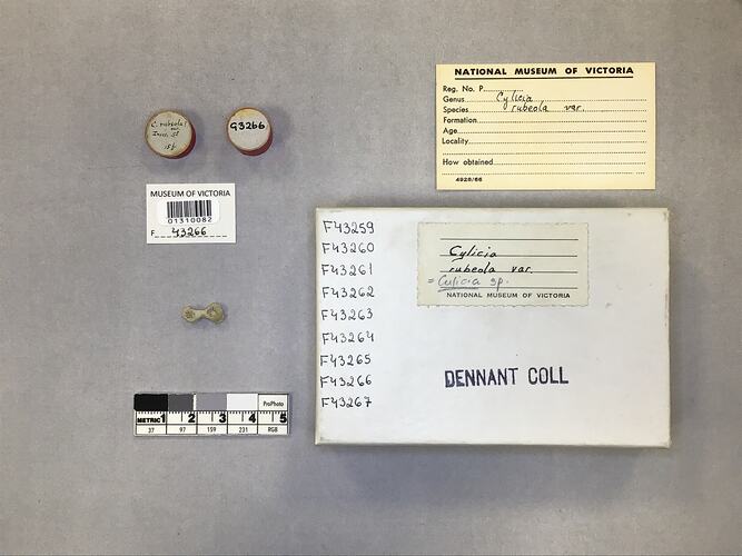 Dry stony coral specimen beside labels.