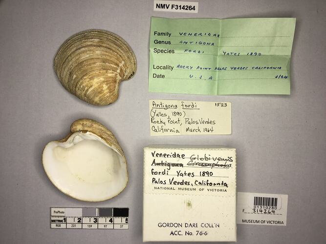 Dry Venus Clam shell beside labels.