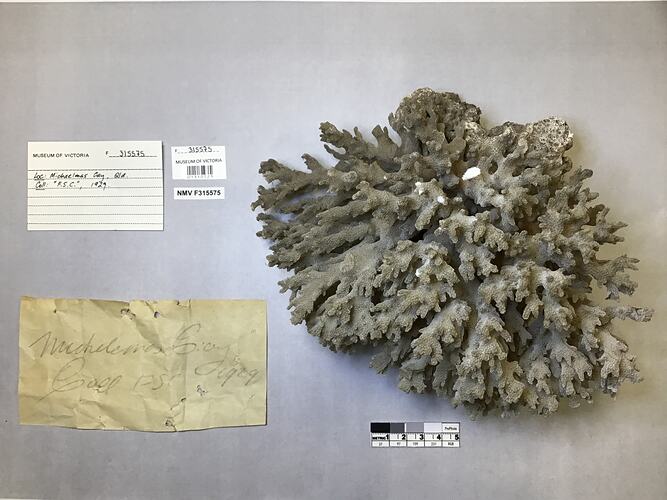 Dry stony coral specimen beside labels.