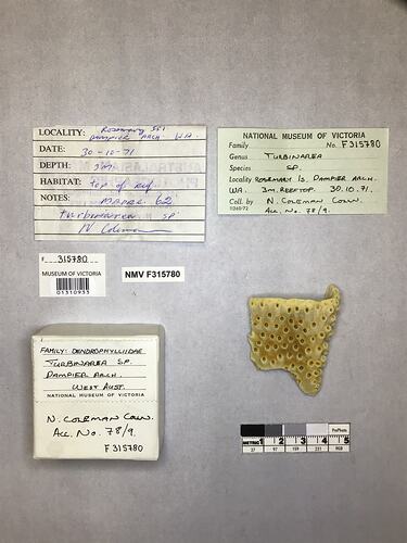 Dry stony coral specimen beside labels.