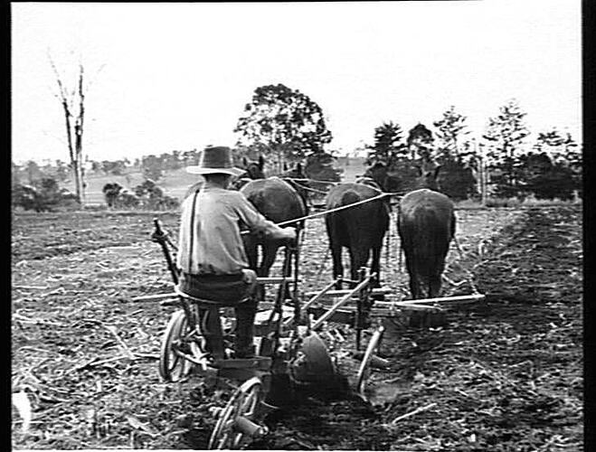 MR MOLLANHAUER, HARLIN, QUEENSLAND, PLOUGHING MAIZE LANDS WITH HIS 2-FURROW SUNNIE DISC PLOUGH. AUGUST, 1948.