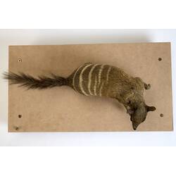 <em>Myrmecobius fasciatus</em>, Numbat. [C 30519]
