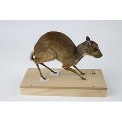 <em>Tragulus napu</em>, Greater Mouse-deer. [C 30638]