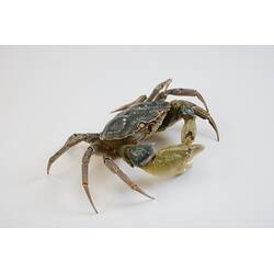 <em>Carcinus maenas</em>, European Shore Crab. [J 20921]