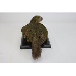 <em>Strigops habroptilus</em>, Kakapo. [19425]