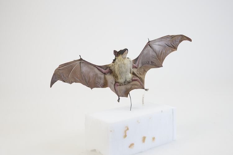<em>Saccolaimus flaviventris</em>, Yellow-bellied Sheath-tailed Bat. [C 23892]