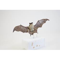 <em>Saccolaimus flaviventris</em>, Yellow-bellied Sheath-tailed Bat. [C 23892]