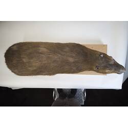 <em>Hydrochoeris hydrochaeris</em>, Greater Capybara. [C 30646]