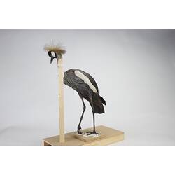 <em>Balearica regulorum regulorum</em>, Grey Crowned Crane. [55990]