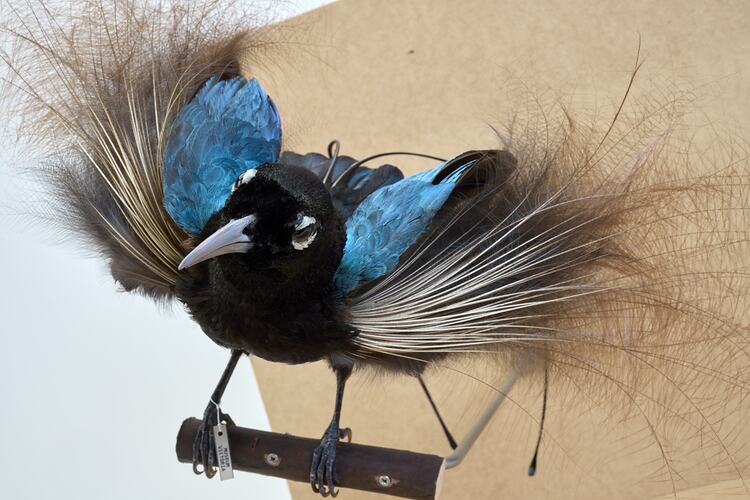 <em>Paradisaea rudolphi rudolphi</em>, Blue Bird-of-Paradise. [58432]