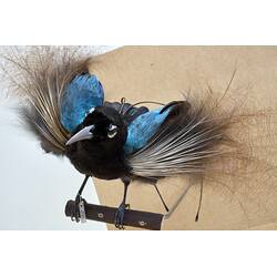 <em>Paradisaea rudolphi rudolphi</em>, Blue Bird-of-Paradise. [58432]