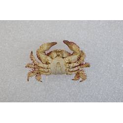 <em>Actaea peronii</em>, Thorn-legged Crab. [J 27186]