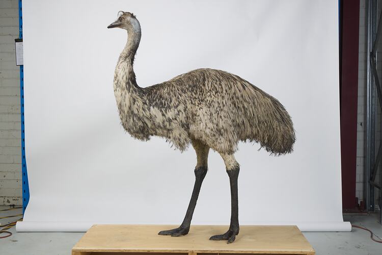 <em>Dromaius novaehollandiae novaehollandiae</em>, Emu. [B 21737]