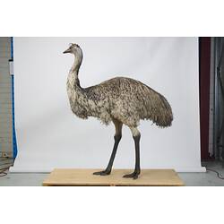 Our Wondrous Planet, Our Wild Family: Taxidermy Mount - Emu, <em>Dromaius novaehollandiae novaehollandiae</em>