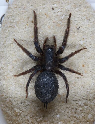<em>Badumna insignis</em>, Black House Spider. [K 16363]