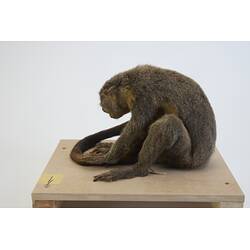 <em>Aotus trivirgatus</em>, Three-striped Night Monkey. [C 30263]