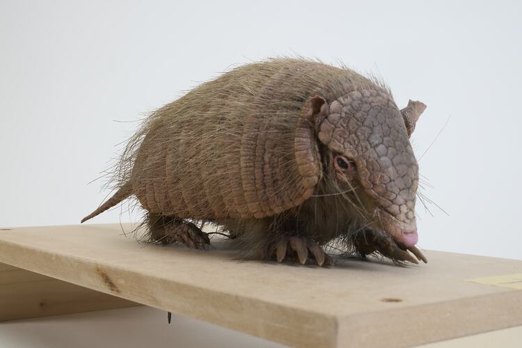 <em>Chaetophractus vellerosus</em>, Screaming Hairy Armadillo. [C 30363]