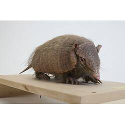 <em>Chaetophractus vellerosus</em>, Screaming Hairy Armadillo. [C 30363]