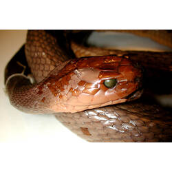 Head of snake specimen.