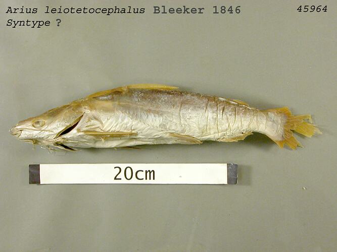 Fish specimen with scale bar, lateral view.