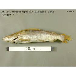 Fish specimen with scale bar, lateral view.