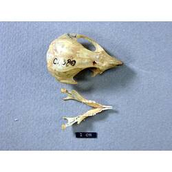 Possum lower jaw beside skull, dorsal views.