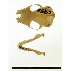 Bat lower jaw beside skull, outside surfaces visible.