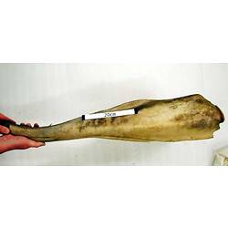 Lower jaw bone of Cuvier's Beaked Whale.