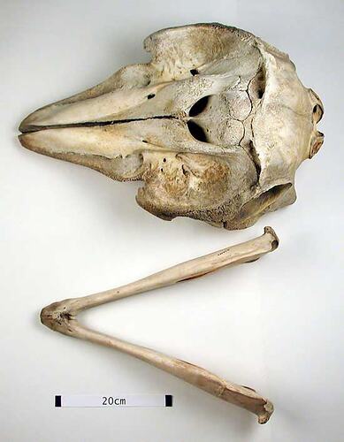 Dolphin lower jaw beside skull, outside surfaces visible.